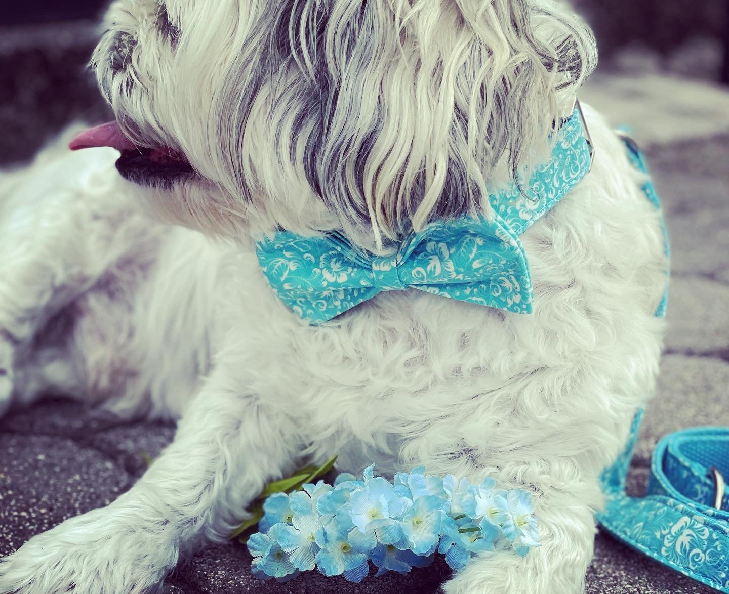 White Shirt Dog Collar with Tiffany Blue Bow Tie